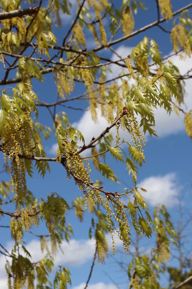 Image of Quercus rubra specimen.