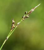 Carex korkischkoae. Верхняя часть плодоносящего побега. Приморский край, Октябрьский р-н, окр. с. Гранатовка, верхняя часть остепнённого юго-западного склона у края плато выше скал, разреженные заросли кустарников. 21.05.2025.