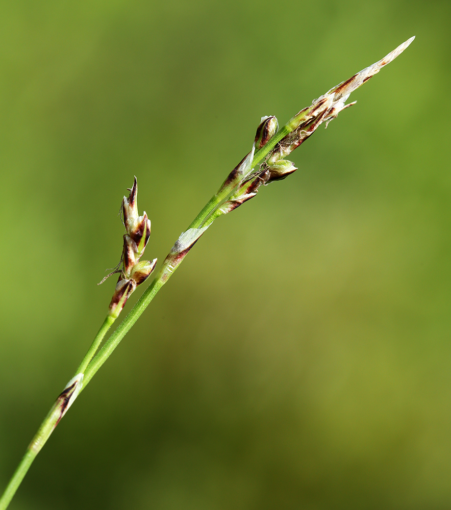 Image of Carex korkischkoae specimen.