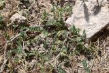 род Astragalus. Цветущее и плодоносящее растение. Таджикистан, Хатлонская обл., Кабодиёнский р-н, хр. Актау, горы Ходжа-Казиан, ур. Тахти-Сангин, сухой каменистый склон. 14 апреля 2025 г.