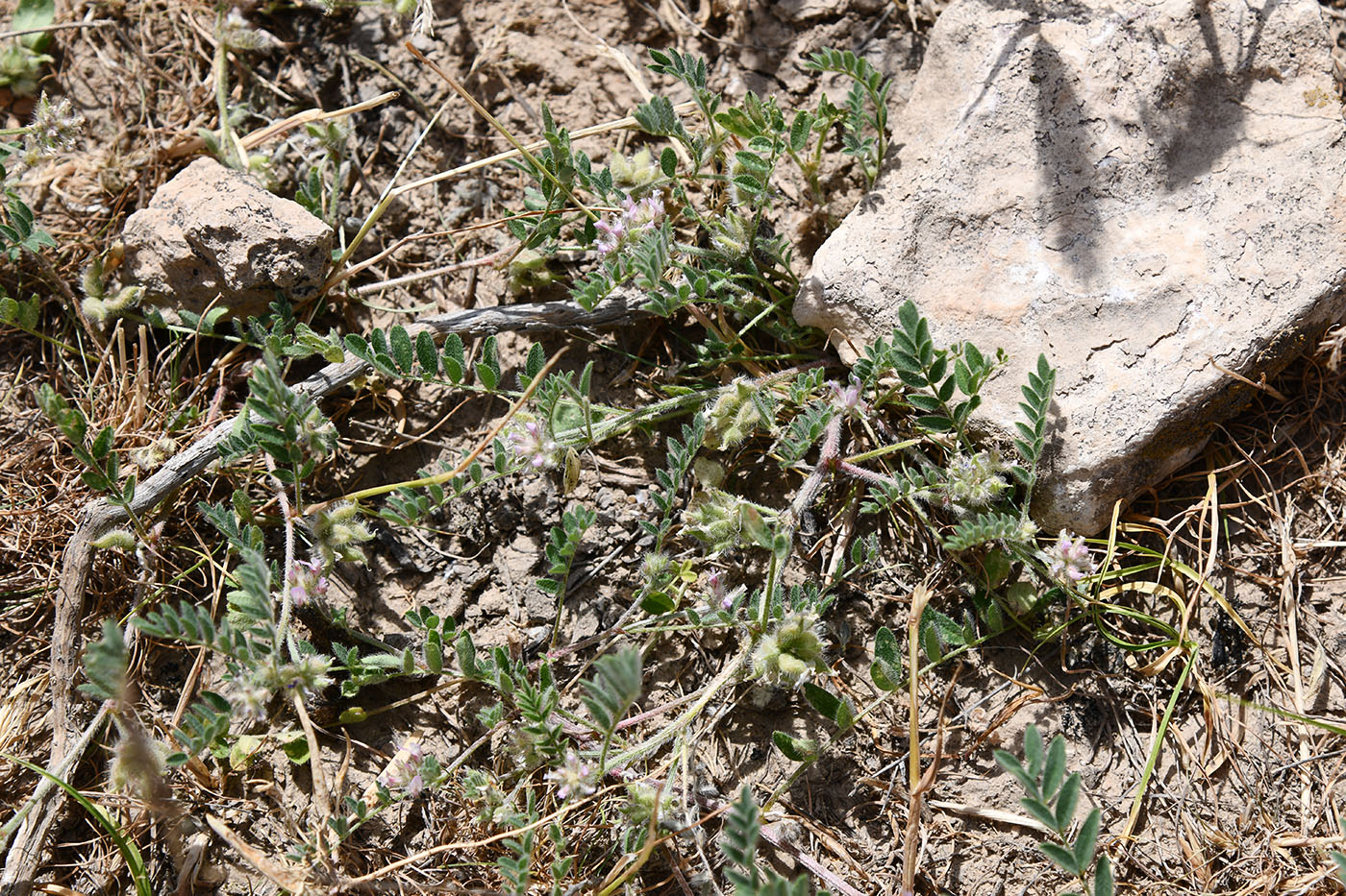 Image of genus Astragalus specimen.