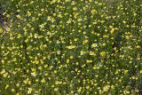 Matricaria recutita. Цветущие растения. Калмыкия, 13 км З пос. Приютное, степь. 26.04.2015.