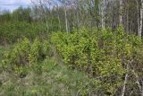 Rubus idaeus