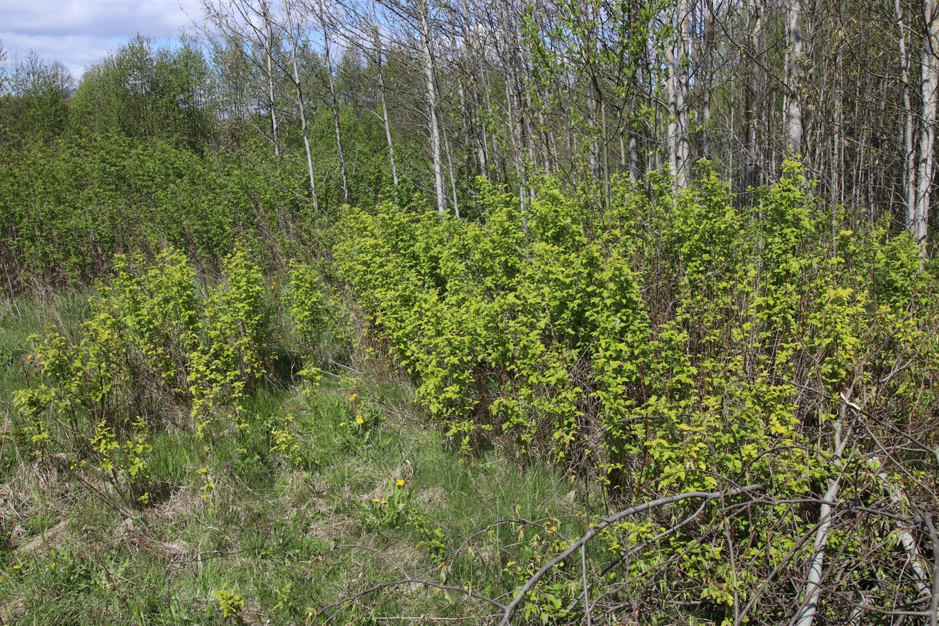 Изображение особи Rubus idaeus.