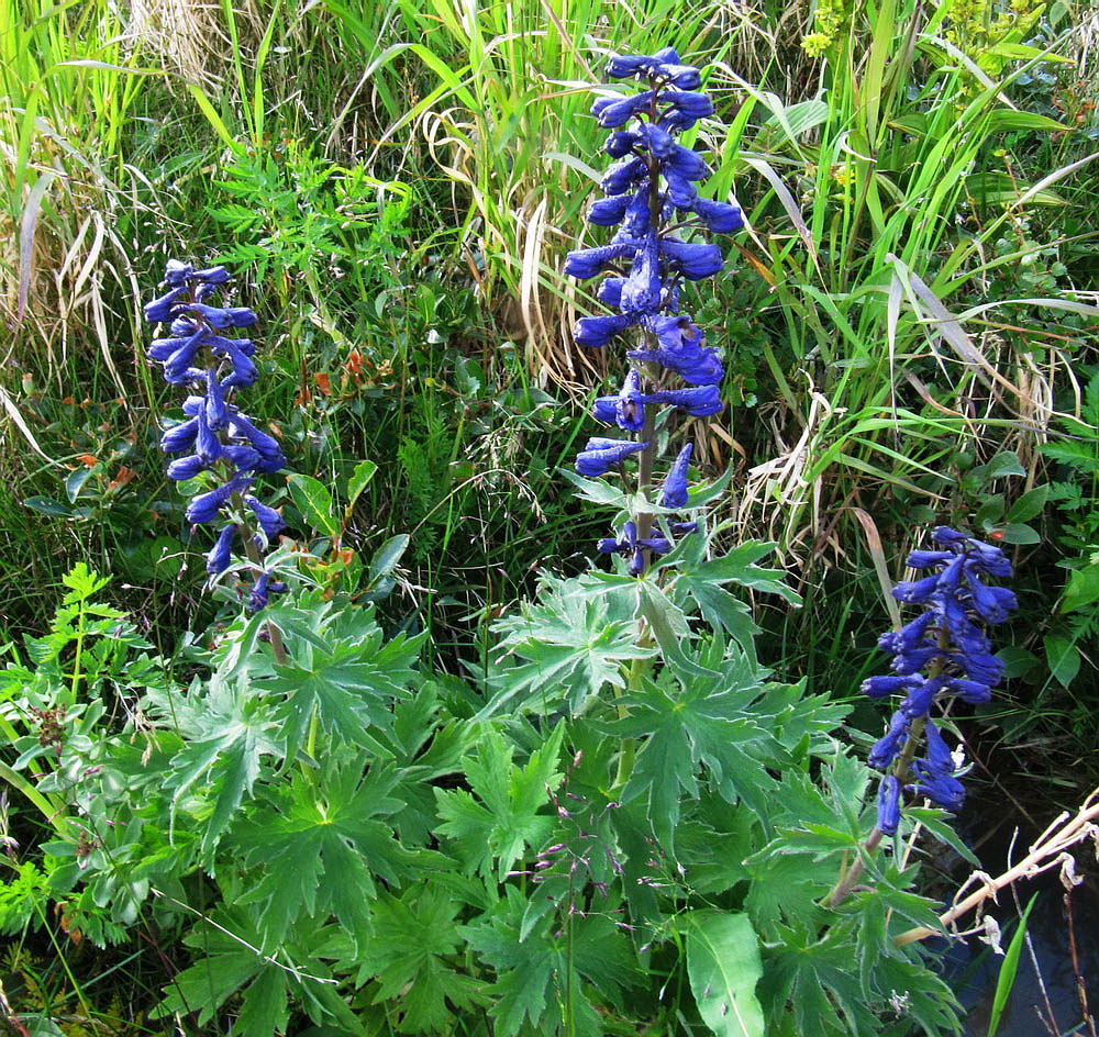 Изображение особи Delphinium elatum.