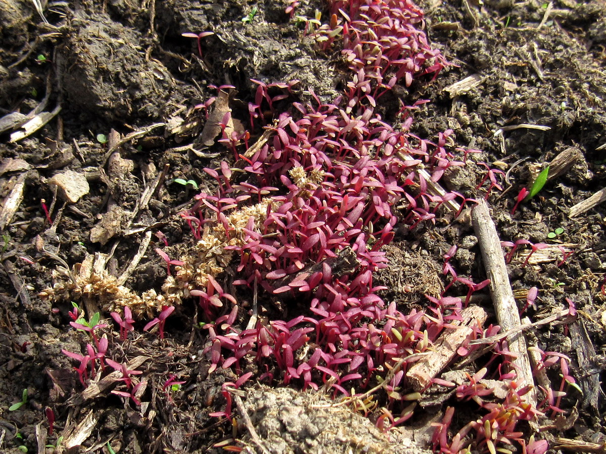 Image of Amaranthus caudatus specimen.