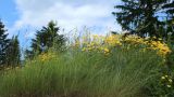 View full-size image Anthemis tinctoria