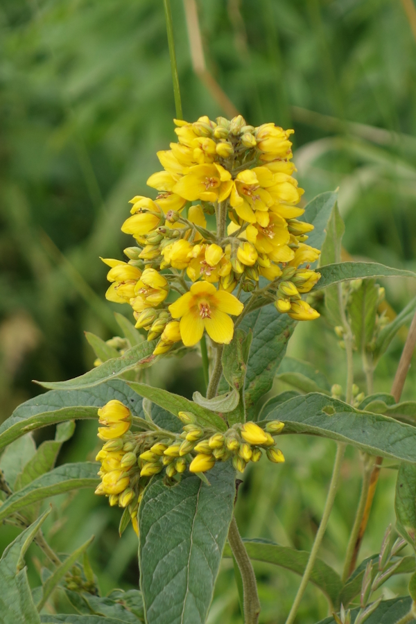Image of Lysimachia vulgaris specimen.