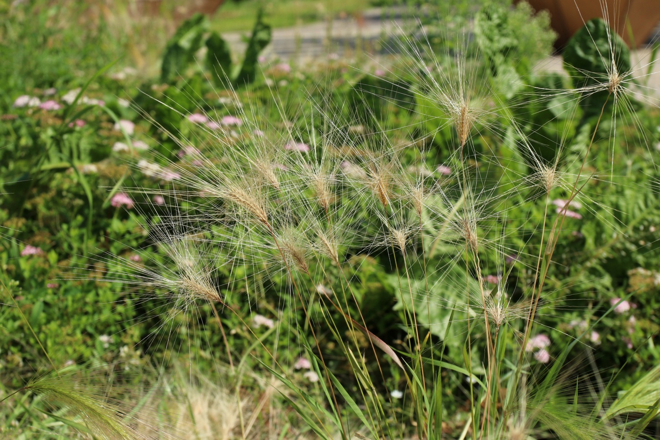 Image of Hordeum jubatum specimen.