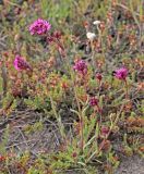 Viscaria alpina
