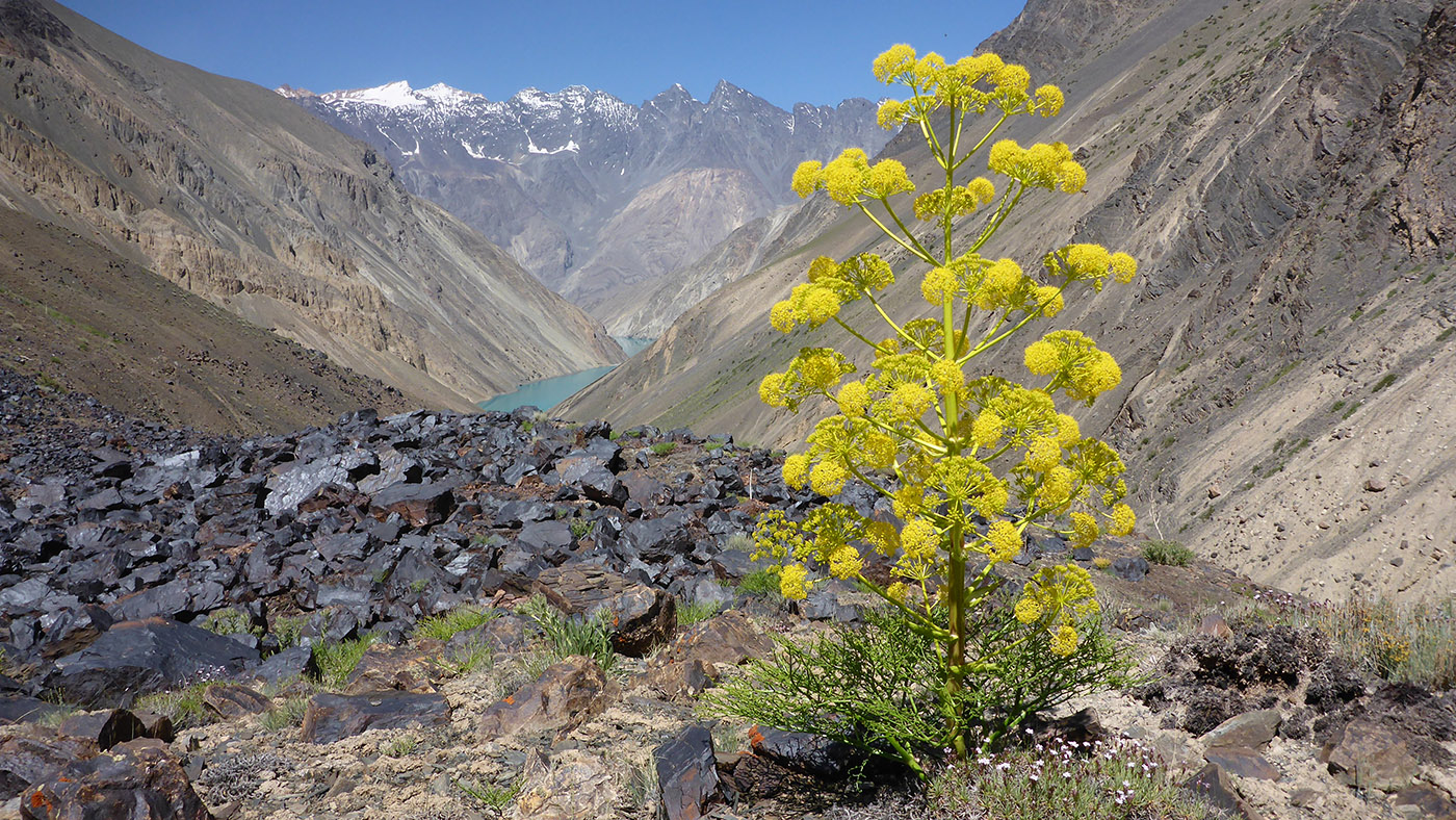 Изображение особи Ferula grigoriewii.