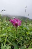 View full-size image genus Pedicularis
