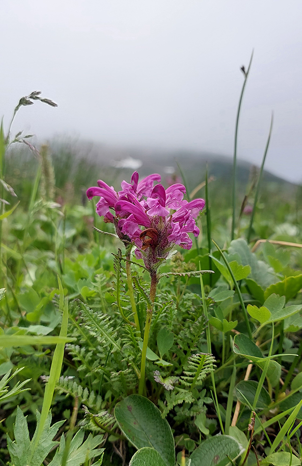 Image of genus Pedicularis specimen.