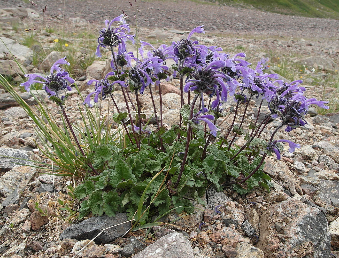 Изображение особи Dracocephalum laniflorum.
