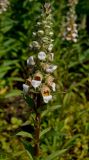 Digitalis lanata