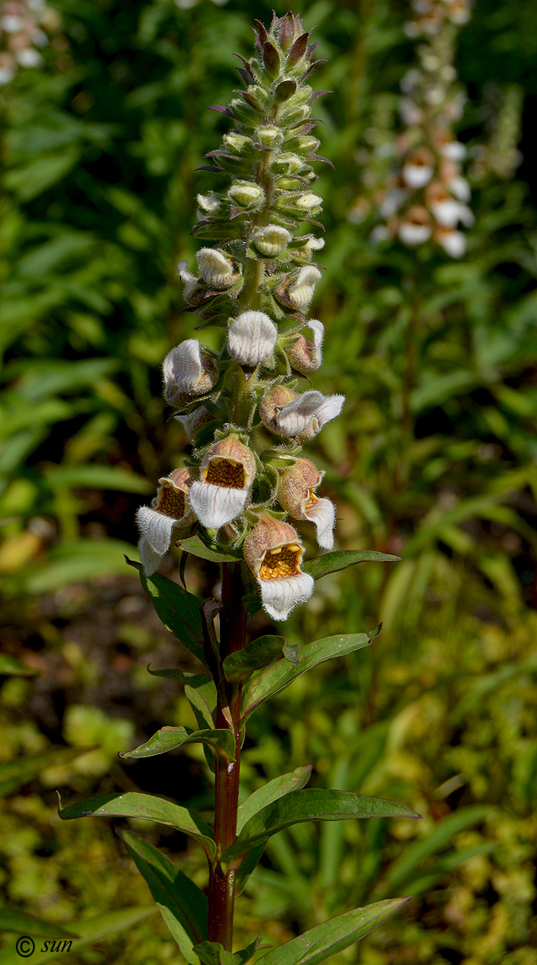 Изображение особи Digitalis lanata.