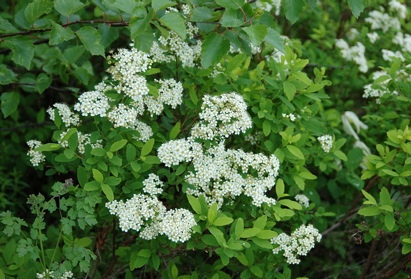 Image of Spiraea media specimen.