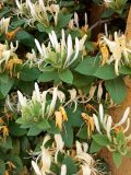 View full-size image Lonicera japonica