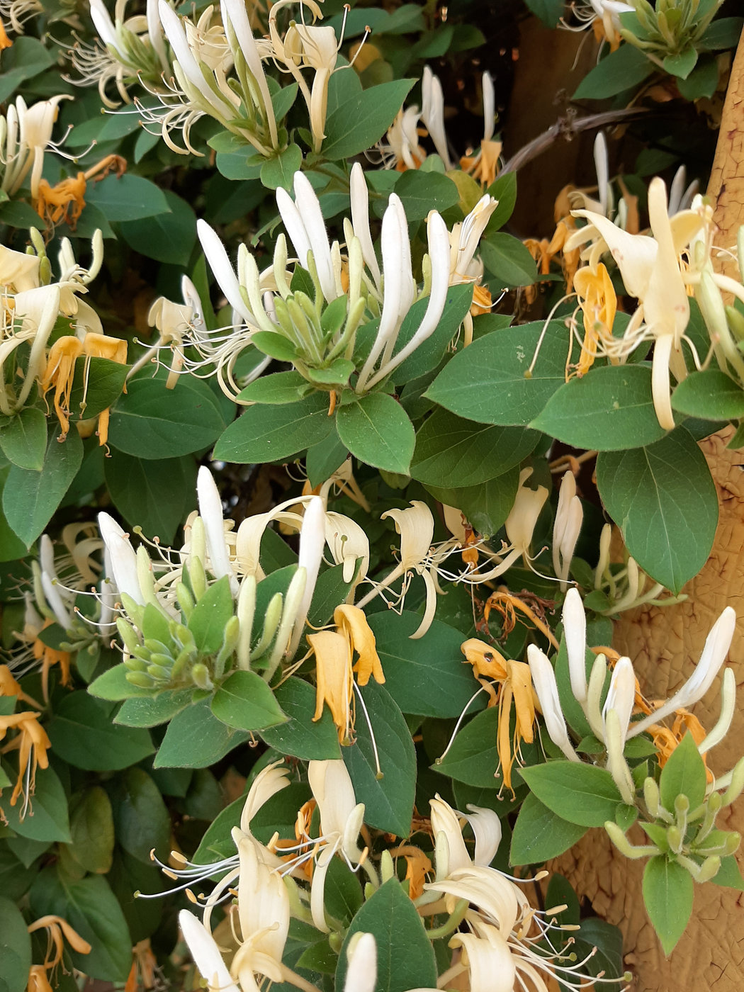 Image of Lonicera japonica specimen.