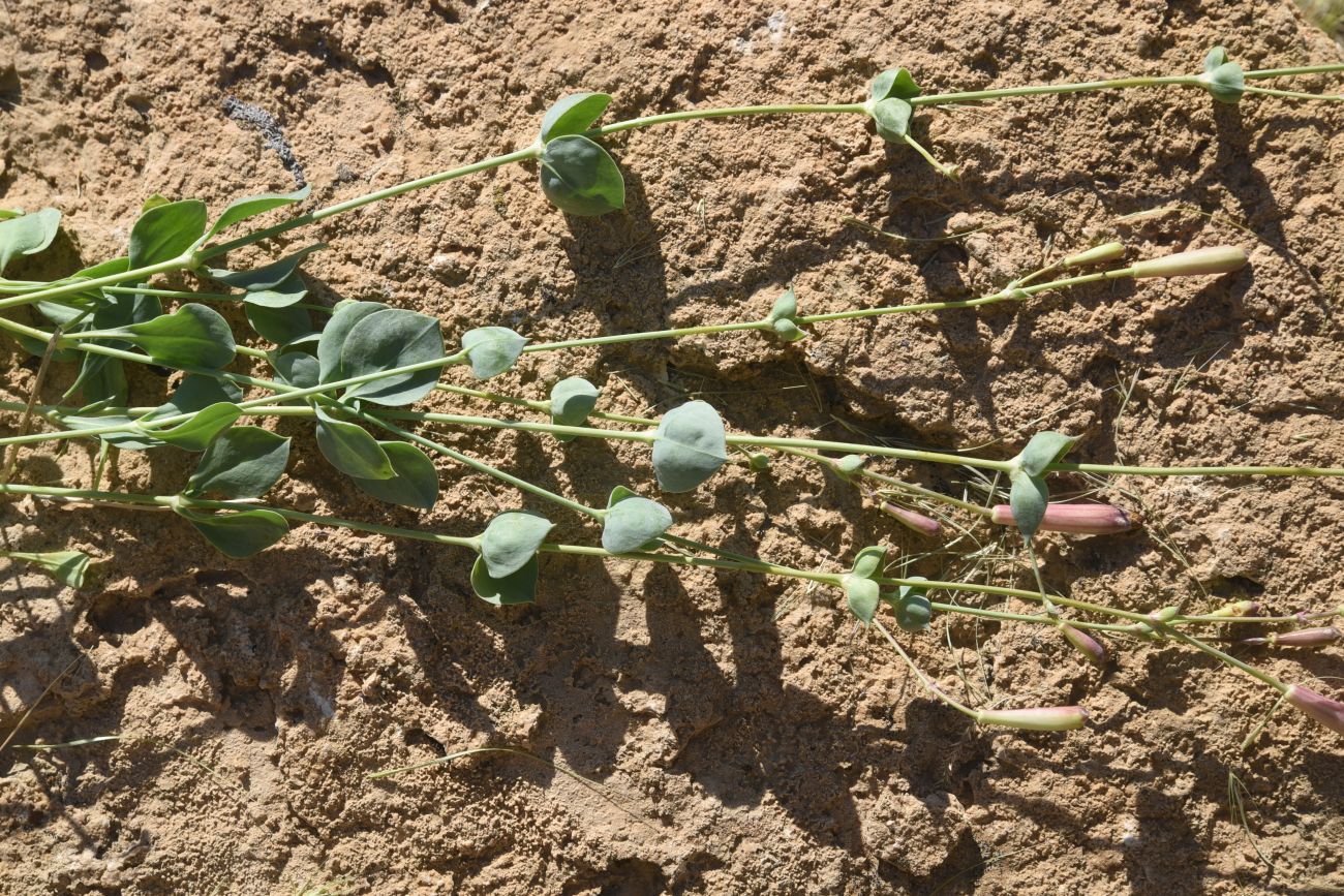 Image of Silene chlorifolia specimen.