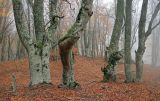 genus Fagus. Нижние части стволов взрослых деревьев с наростами мха и лишайников на коре. Крым, г/о Алушта, окр. с. Генеральское, широколиственный лес. 02.11.2025.