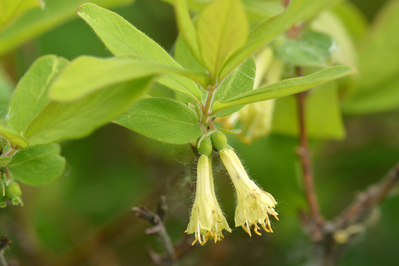 Image of Lonicera caerulea specimen.