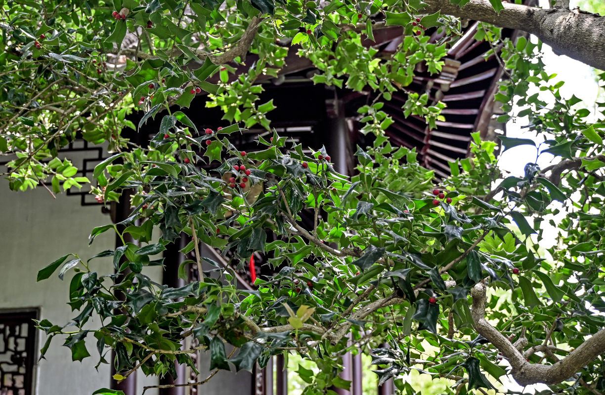 Изображение особи Ilex cornuta.