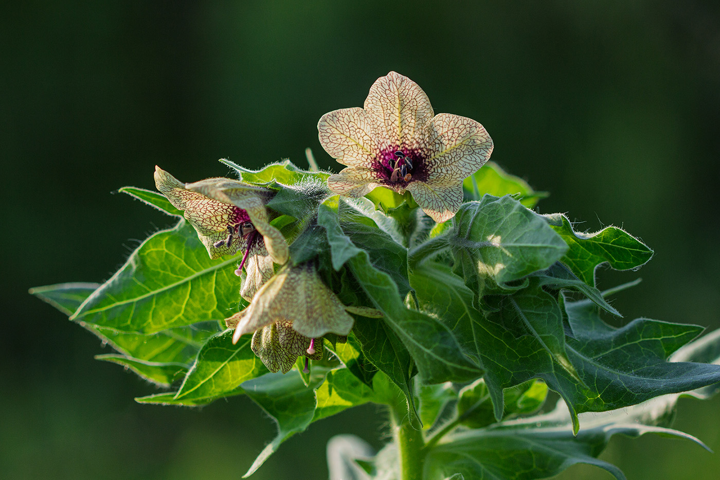 Изображение особи Hyoscyamus niger.