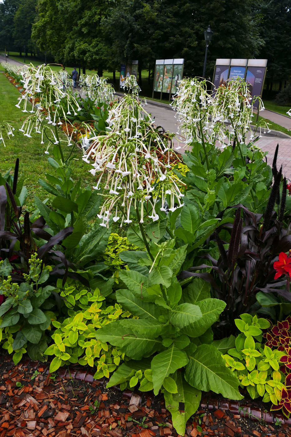 Image of Nicotiana sylvestris specimen.