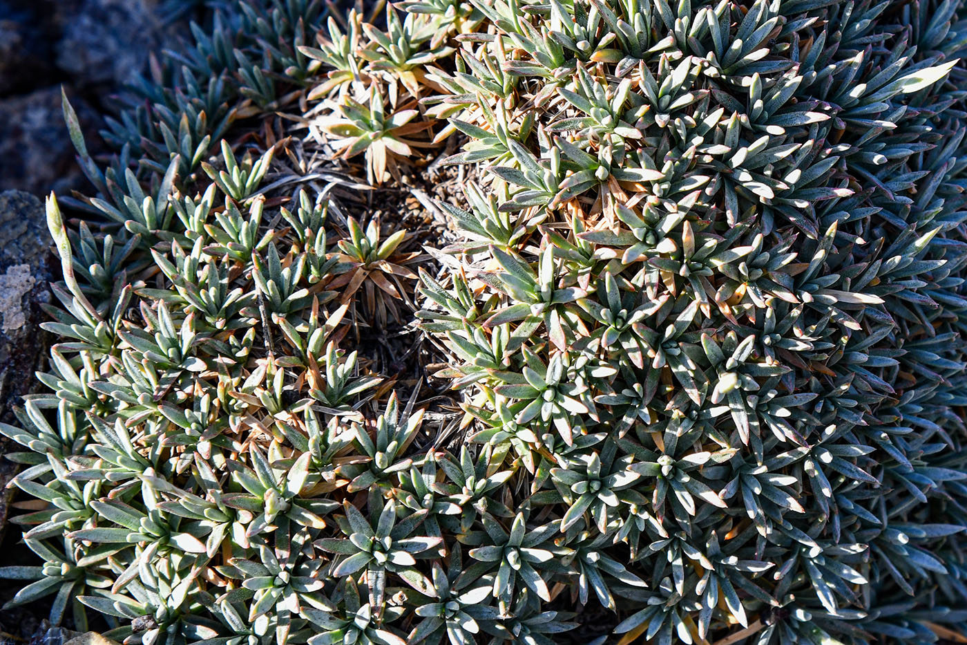 Image of Acantholimon compactum specimen.