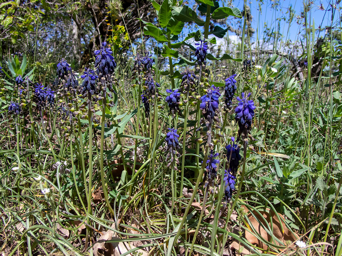 Image of Muscari neglectum specimen.