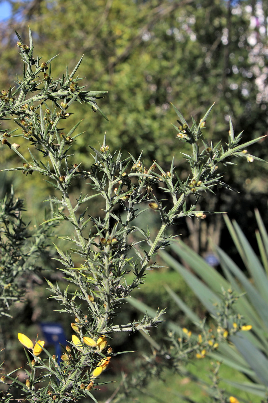 Изображение особи Ulex europaeus.