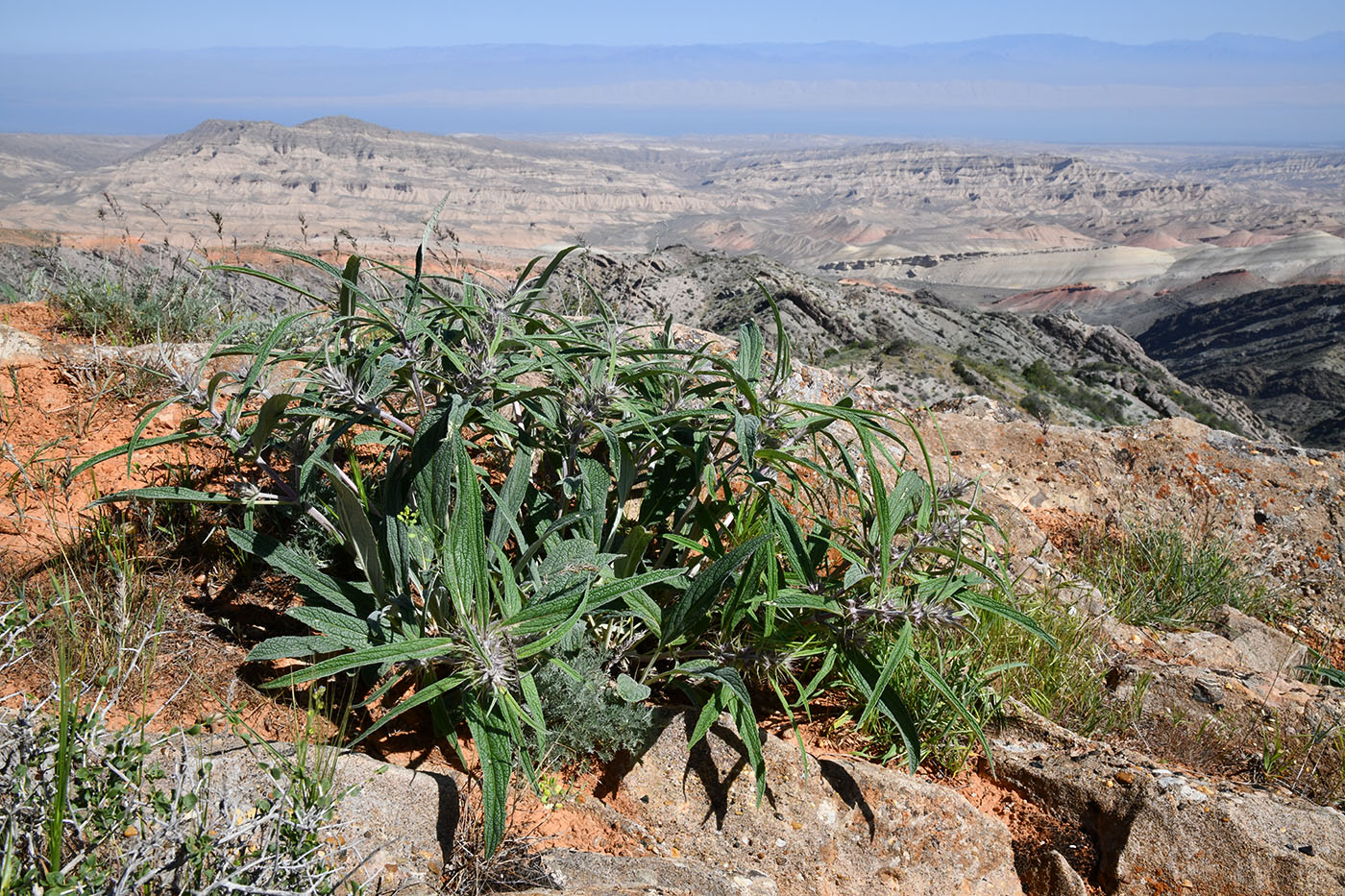 Image of Phlomis salicifolia specimen.