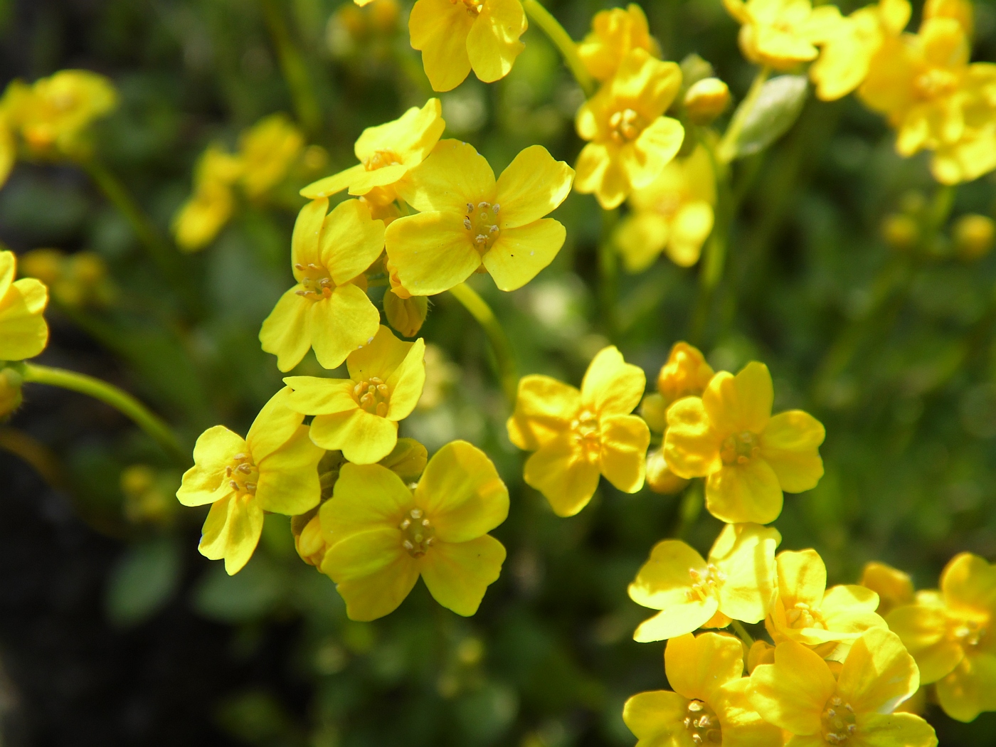 Изображение особи Draba sibirica.