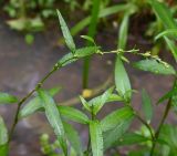 Изображение особи. Автор - Григорий Токарев