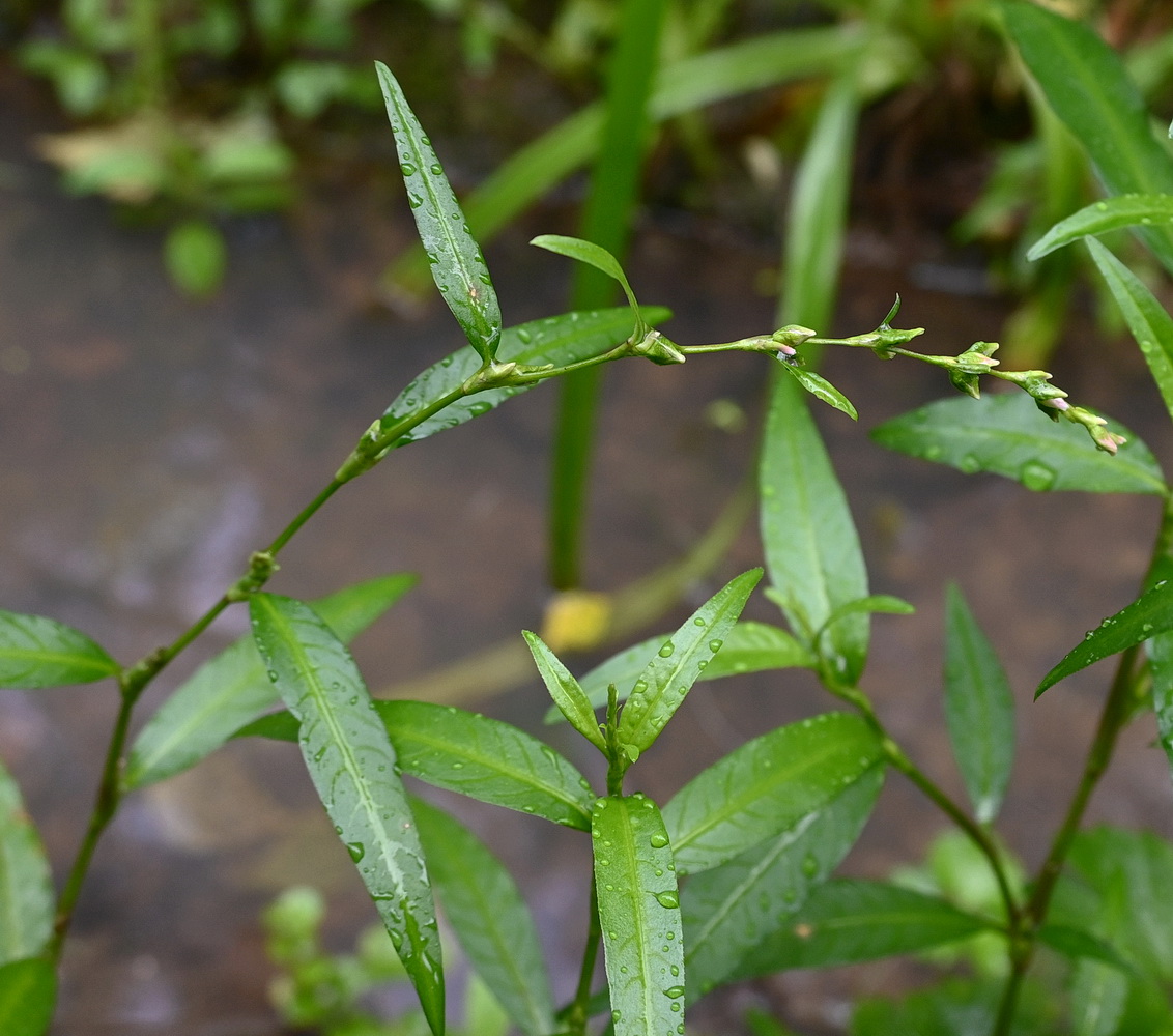 Изображение особи род Persicaria.