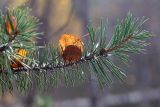 Pinus friesiana. Верхушка побега с застрявшим между иголок листком Betula czerepanovii в осенней окраске. Мурманск, экотропа \"Беличий хвост\", смешанный берёзово-сосновый лес. 21.09.2025.