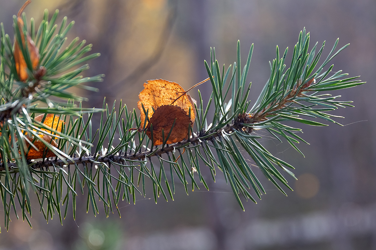 Image of Pinus friesiana specimen.