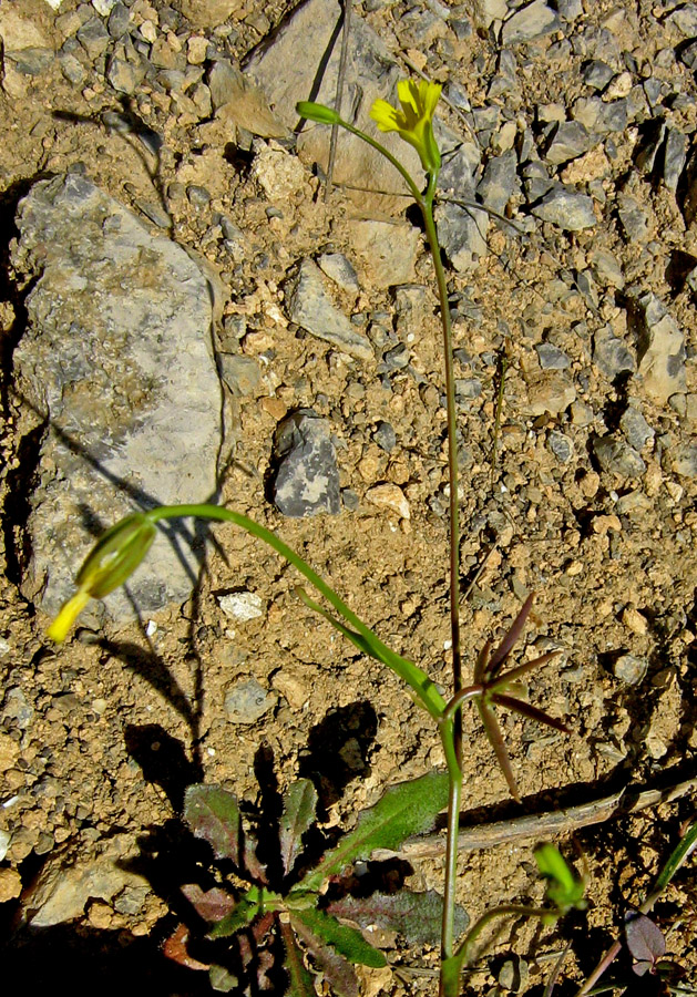 Изображение особи Rhagadiolus edulis.