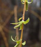 род Salix. Часть годовалой ветви с распускающимися соцветиями. Тульская обл., Заокский р-н, Бутиково, садовый участок. 26.04.2026.