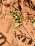 Astragalus oxyglottis. Незрелое соплодие. Астраханская обл., Приволжский р-н, окр. пос. Кизань, западный склон бэровского бугра Кара-Тюбе. 08.05.2026.