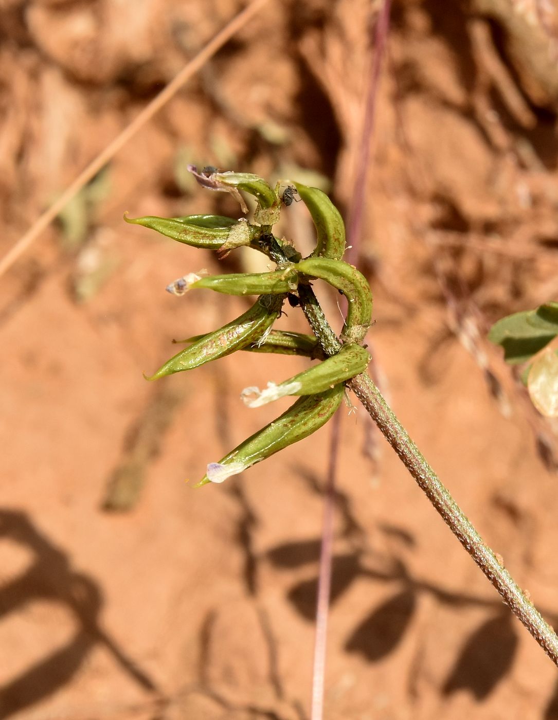 Изображение особи Astragalus oxyglottis.