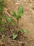 Doellingeria scabra