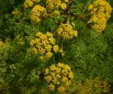 семейство Apiaceae. Часть соцветия. Грузия, край Самцхе-Джавахети, Аспиндзский муниципалитет, самый край Ахалкалакского плоскогорья, окр. с. Саро, выс. ок. 1450 м н.у.м., луг. 8 июня 2026 г.