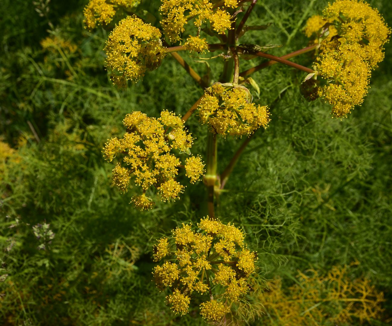 Изображение особи семейство Apiaceae.