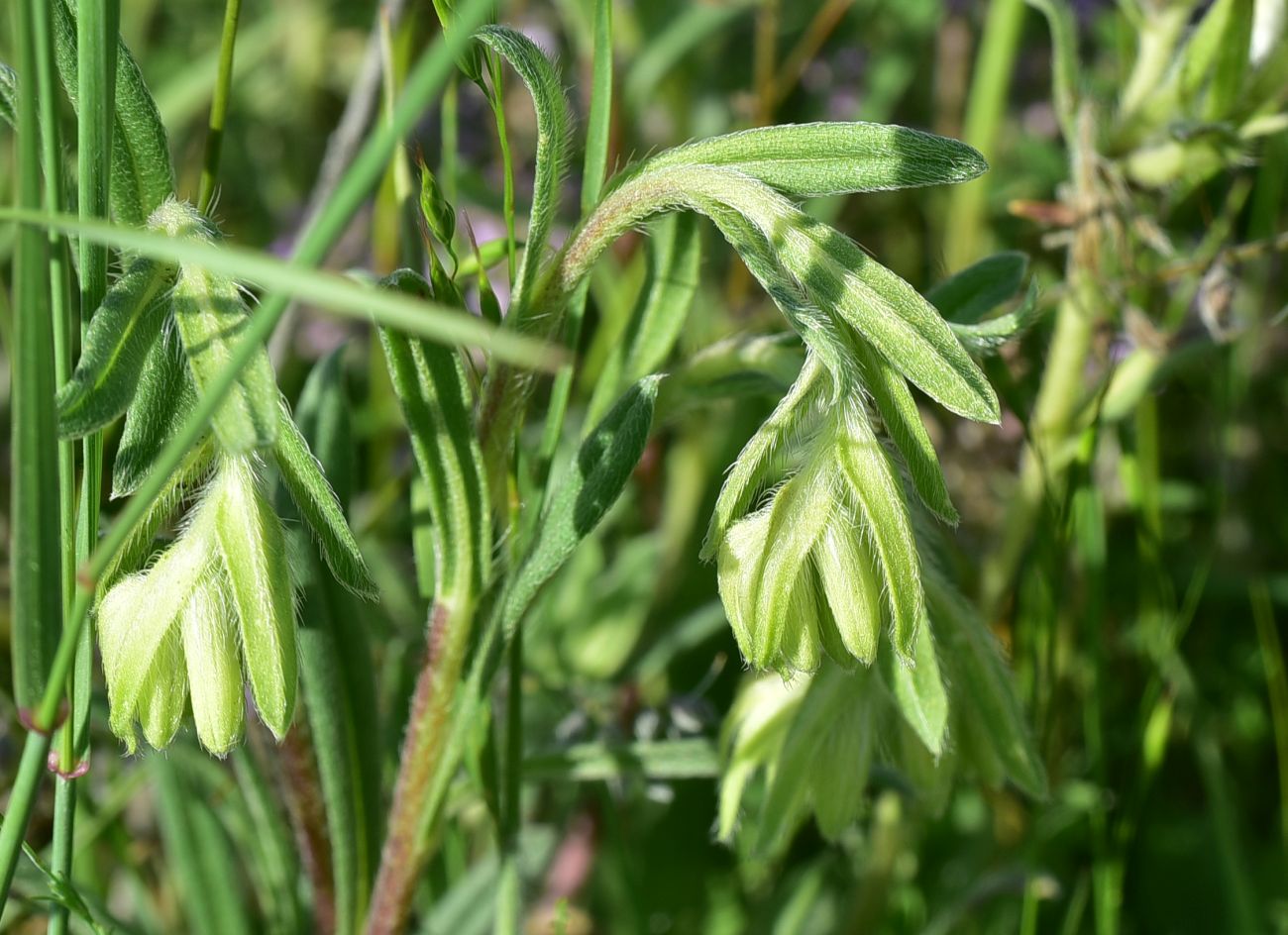 Изображение особи род Onosma.