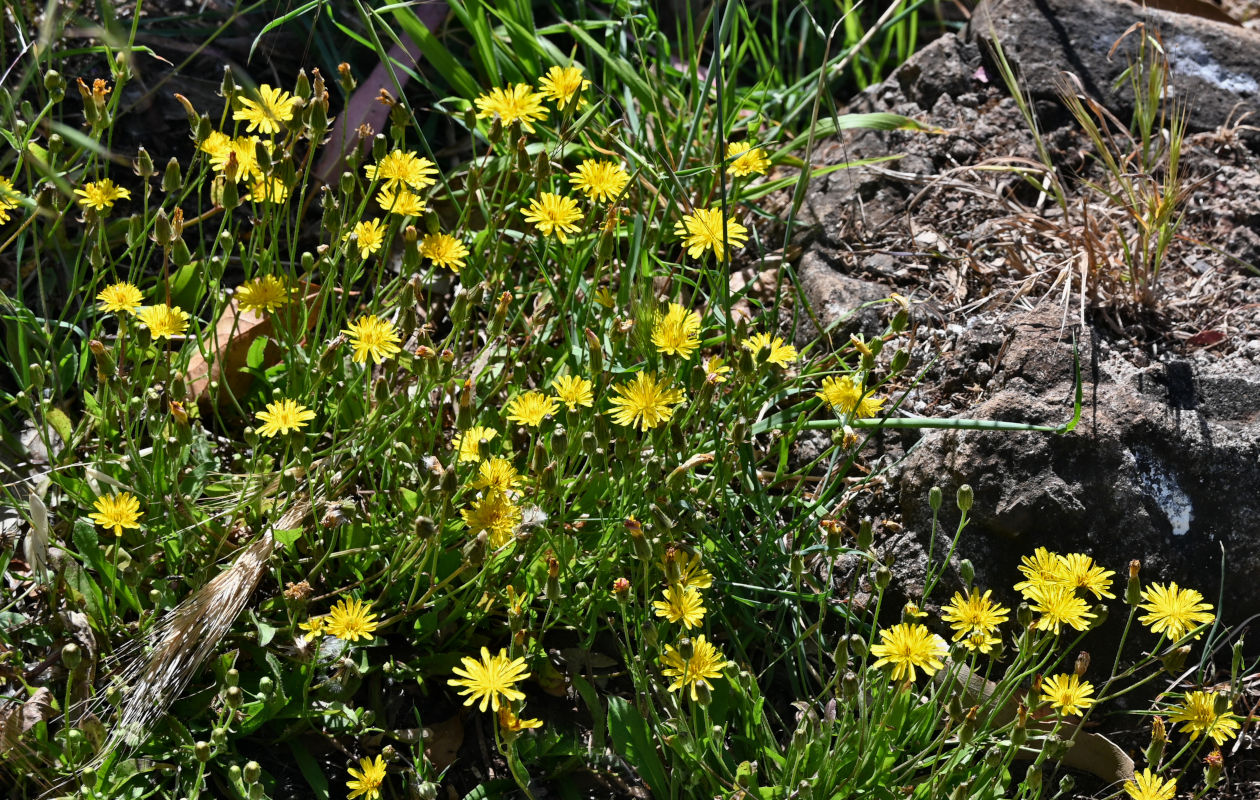Image of Crepis vesicaria ssp. taraxacifolia specimen.