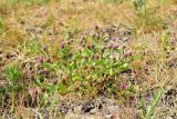 Sphaeranthus strobilifer