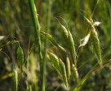 Bromus squarrosus. Часть соцветия. Оренбургская обл., Саракташский р-н, Жёлтинский сельсовет, хр. Карамурунтау, подножие горы Нос, разнотравно-злаковый луг. 10 июня 2025 г.