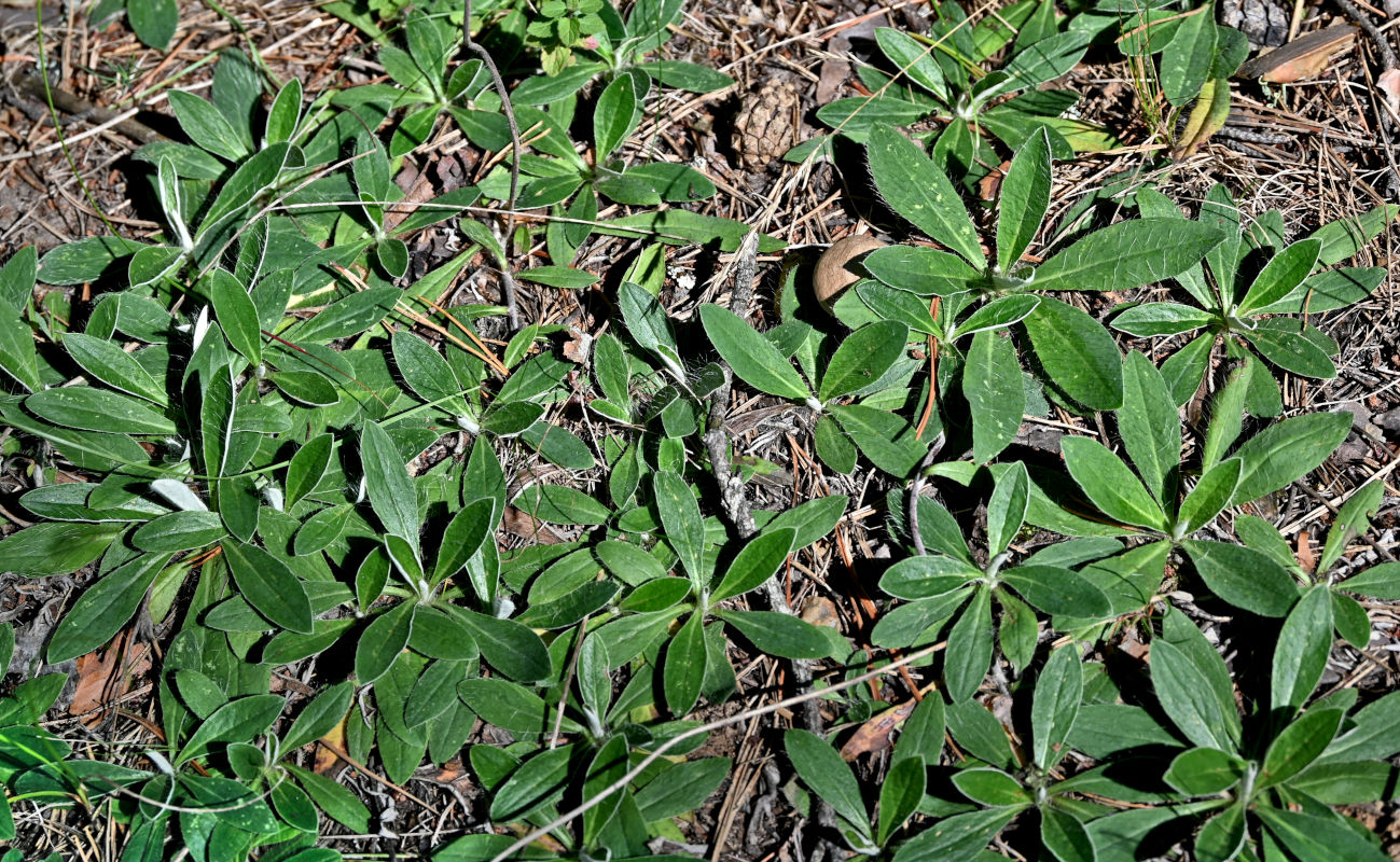 Изображение особи Pilosella officinarum.